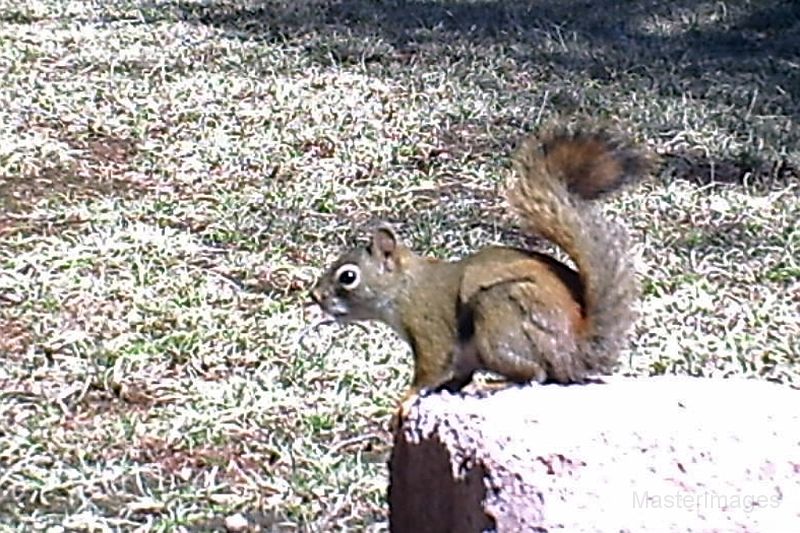RedSquirrel_051111_1100hrs.jpg - Red Squirrel (Tamiasciurus hudsonicus)